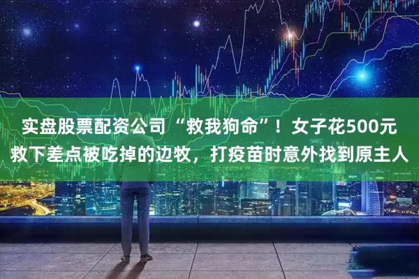 实盘股票配资公司 “救我狗命”！女子花500元救下差点被吃掉的边牧，打疫苗时意外找到原主人